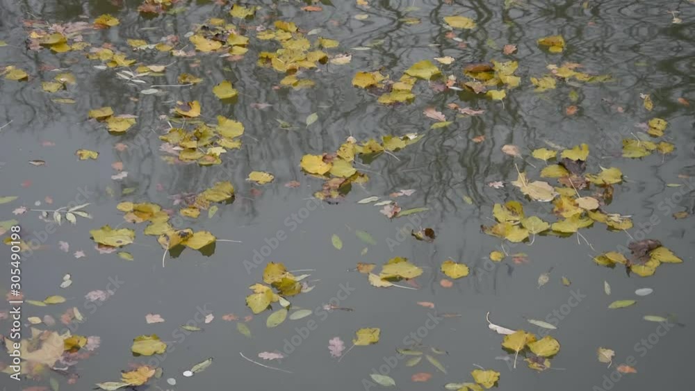 Autumn leaves and reflections of trees on the water surface Autumn leaves and reflections of trees on the water surface