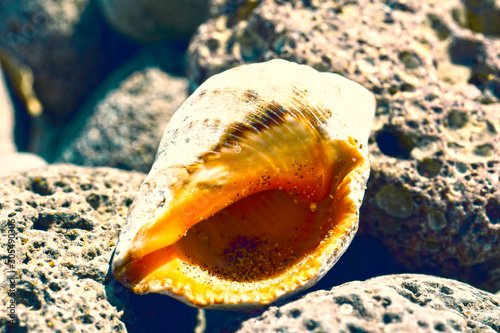 Rapana seashell put on the rocks on the beach. Suitable for touristic guide, posters, greeting card, postcars, bannes. photo