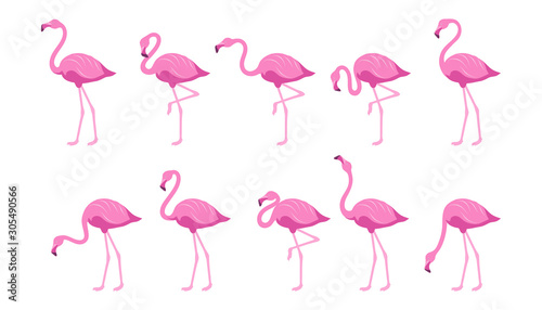 Flat Flamingo. Exotic tropical bird in a flat style. Set of flamingos. Exotic animals. Cute pink flamingos collection in different poses. Nature, wild fauna. Zoo animal. Vector graphics to design © avtorpainter