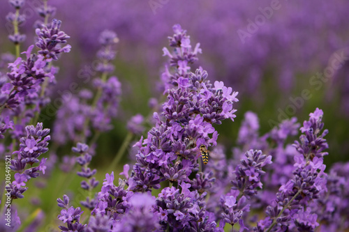 Lavender blooms and a bee with a shallow DOF. bee on the lavander flowers