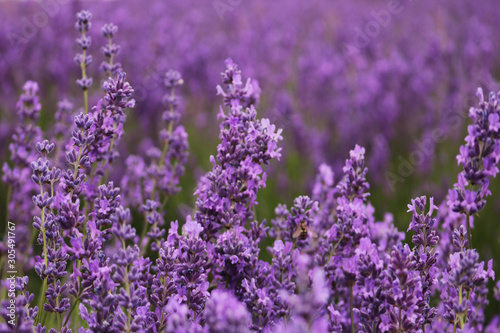 Lavender Field in the summer. Lavender flower blooming scented fields