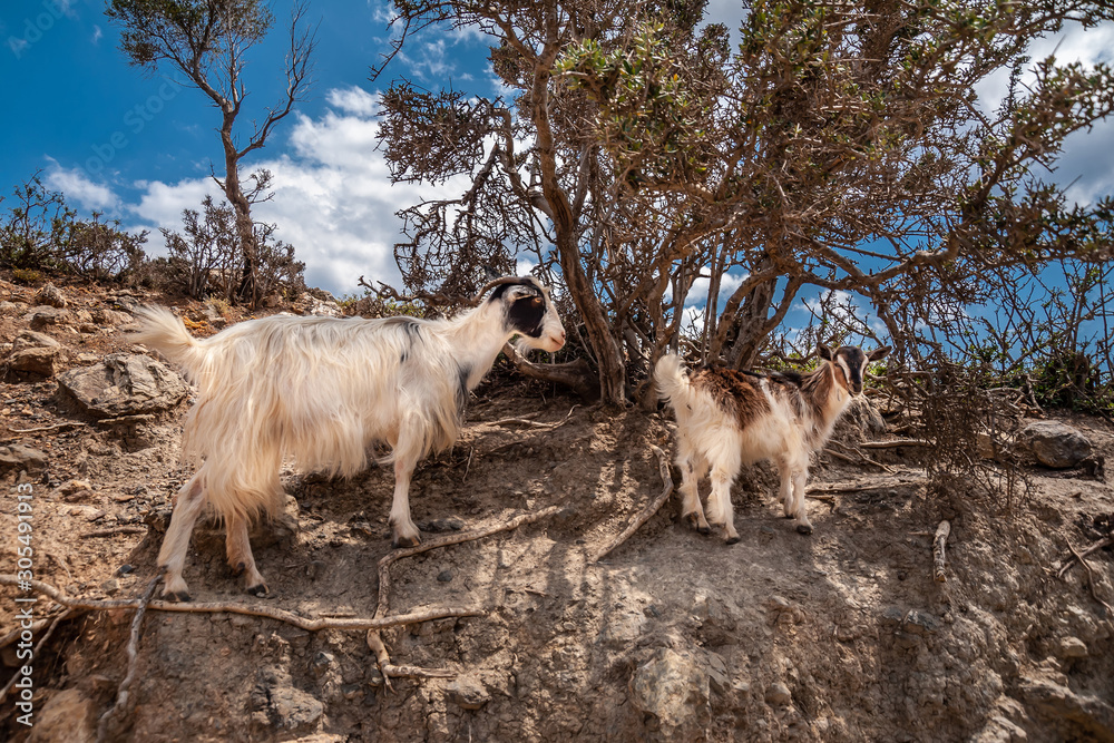 Cretan goats kri-kri on a rock in oleander bushes Cretan goats kri-kri on a rock in oleander bushes