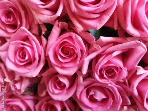 Background of pink roses for wedding  love  valentine  marriage  anniversary  birthday