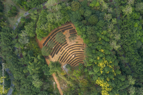 Top view of nursery plantation among forest park trees