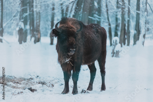 Bison on the forest background and snow