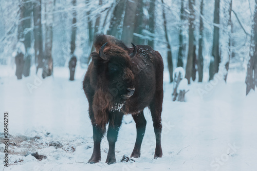 Bison on the forest background and snow