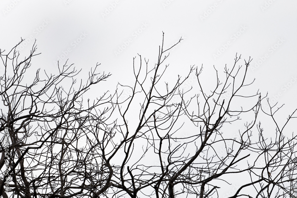 Dead branches , Silhouette dead tree or dry tree on white background with clipping path. Dead branches , Silhouette dead tree or dry tree on white background with clipping path.