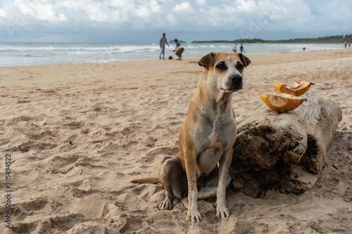Fototapeta Naklejka Na Ścianę i Meble -  Homeless dog sits on the sand near the ocean.