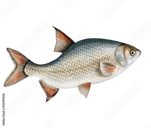 poisson brème , isolé, aliment, animal, blanc, pêche, frais, brut, sain, ailette, eau douce, nature, attraper, fleuve, blatte, fruits de mer, argent, queue, viande, écaille, fond blanc, mangeant