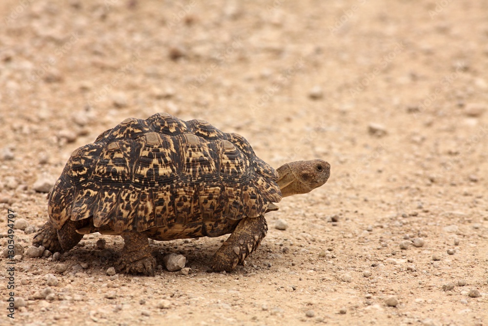 The Leopard Tortoise (Geochelone pardalis) walking across the sand road in Kalahari desrt. The Leopard Tortoise (Geochelone pardalis) walking across the sand road in Kalahari desrt.