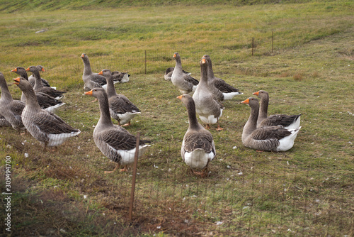 Tablou canvas Gaggle of domestic geese near the coop in late afternoon