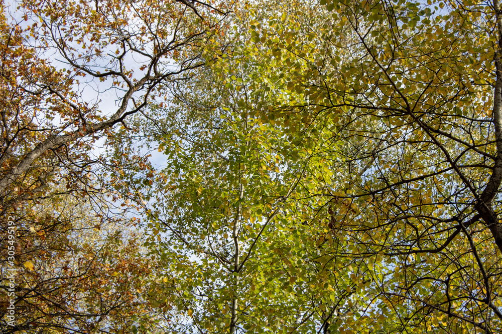 Birch and oak trees in late autumn evening bottom view up Birch and oak trees in late autumn evening bottom view up