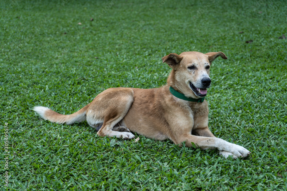 Happy domestic dog is lying on the green grass in the park Happy domestic dog is lying on the green grass in the park