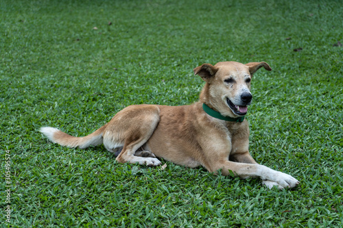 Happy domestic dog is lying on the green grass in the park