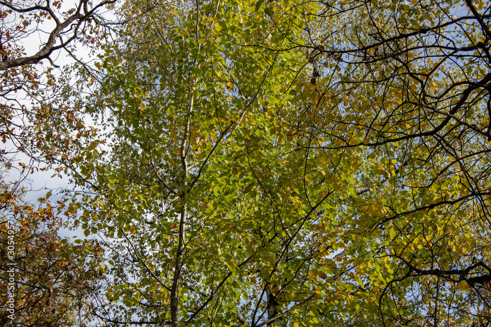 Birch and oak trees in late autumn evening bottom view up