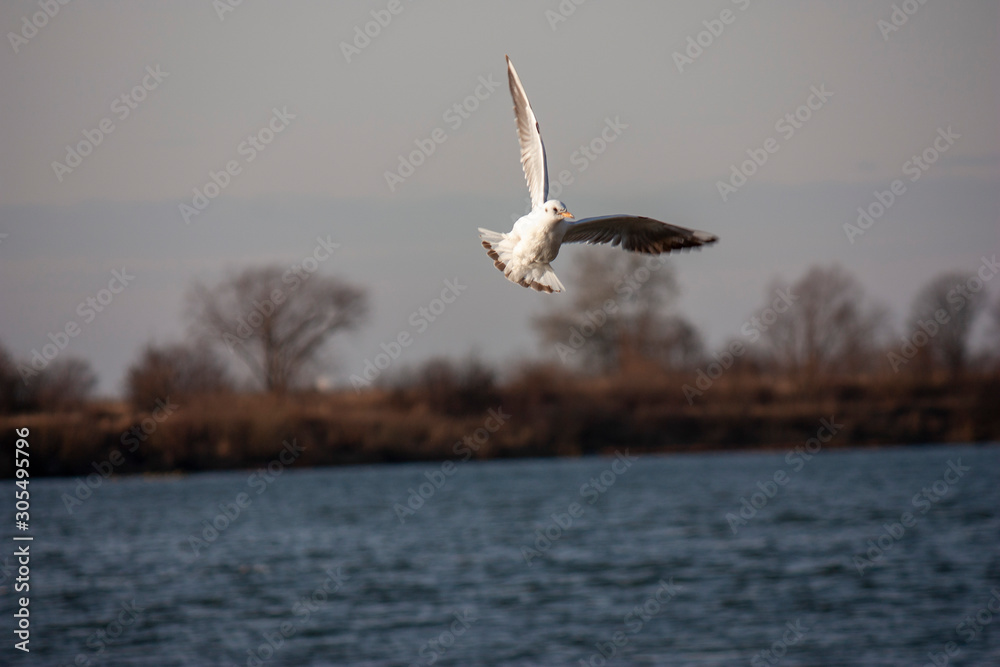 A seagull flies over the river and tries to sit on a large stump. A seagull flies over the river and tries to sit on a large stump.