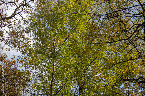 Birch and oak trees in late autumn evening bottom view up