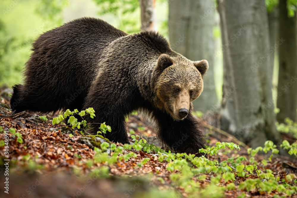 Fototapeta premium A brown bear, ursus arctos, with big and fluffy coat looking for something to eat. A concentrated wild beast of prey walking in the woods. A forest mammal in movement.