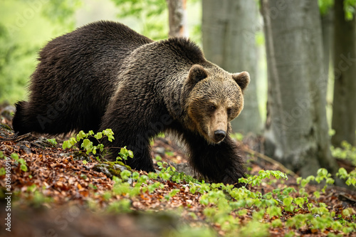 A brown bear, ursus arctos, with big and fluffy coat looking for something to eat. A concentrated wild beast of prey walking in the woods. A forest mammal in movement.