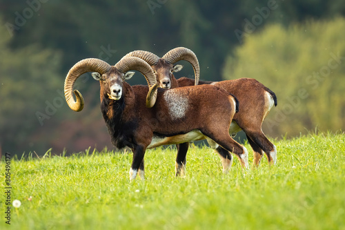 Two impressive mouflon, ovis musimon, rams with long horns standing close together on meadow in autumn. Impressive wild watchful male mammals looking aside in nature. Animals in wilderness. photo