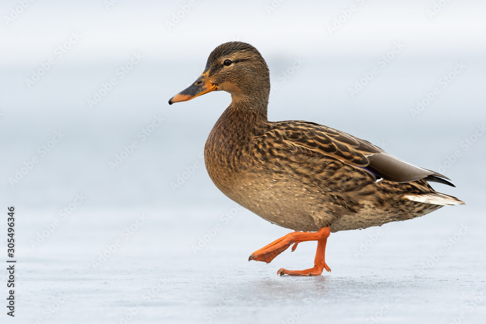 Female dabbling duck walking on ice winter with one leg in the air. Mallard, anas platyrhynchos, moving alongside glacial surface with copy space. Vulnerable brown wild bird in freezing weather. Female dabbling duck walking on ice winter with one leg in the air. Mallard, anas platyrhynchos, moving alongside glacial surface with copy space. Vulnerable brown wild bird in freezing weather.