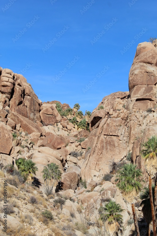 Lost Palms Oasis is secluded several miles into the Colorado Desert wilderness of Joshua Tree National Park.