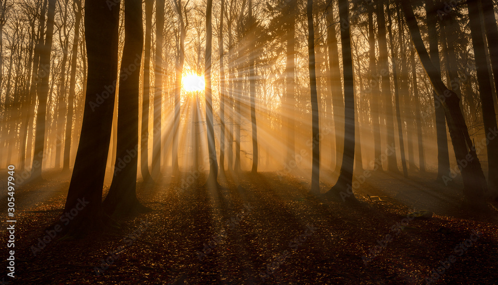 Fototapeta premium a beautiful sunrise in an old foggy forest