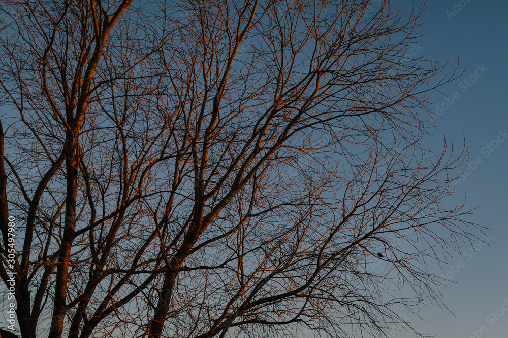 Bird in Tree Bird in Tree