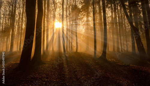 a beautiful sunrise in an old foggy forest