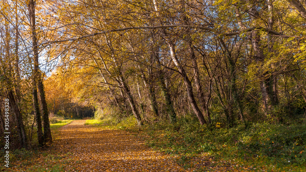 dead leaves in autumn, fallen on via Rhôna near Donzere in drôme provençale, France