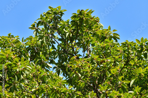 青空を背景にして、緑色の葉を茂らせている樹木を撮影した写真