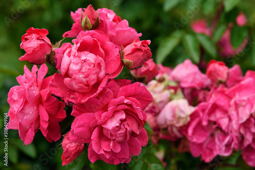 Fototapeta Naklejka Na Ścianę i Meble -  Pink Peace rose bush cluster of wet double roses in commemorative rose garden in Montebello Park downtown St. Catherines Ontario Canada