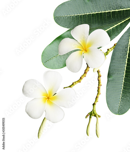 Frangipani (plumeria) flowe...