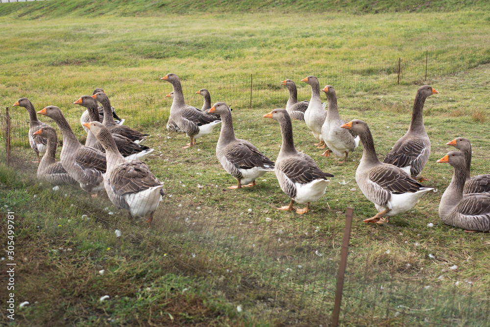 Gaggle of domestic geese near the coop in late afternoon. Rural farm. Selective focus. Gaggle of domestic geese near the coop in late afternoon. Rural farm. Selective focus.