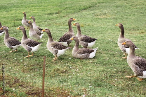 Fototapet Gaggle of domestic geese near the coop in late afternoon