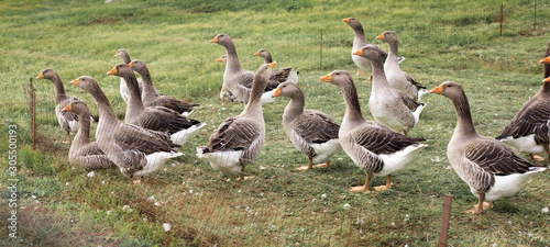Fotografia, Obraz Gaggle of domestic geese near the coop in late afternoon