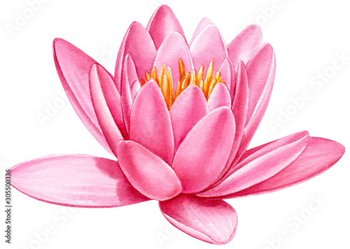 watercolor pink flowers, lotus on a white isolated background, hand drawing, botanical painting