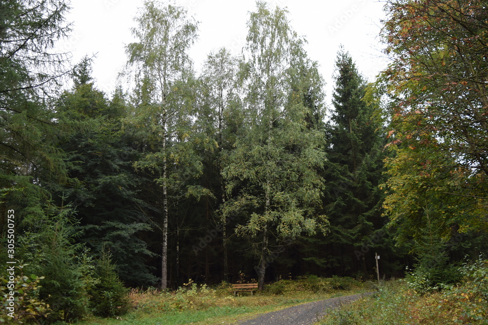 bäume bäume