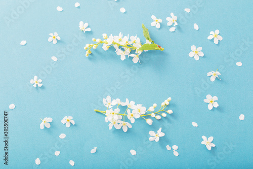bird cherry flowers on paper background