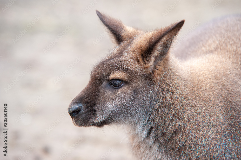 Fototapeta premium Känguru