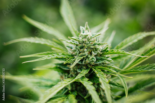 ripened marijuana harvest mature