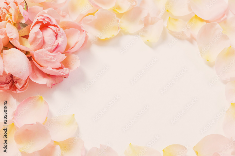 Fototapeta premium rose flowers and petals on white background