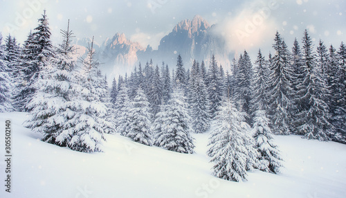 Wonderful Winter Landscape. With snowcovered pine trees at mountain valley and Majestic Mountain Peaks on Background. Beautiful nature scene. Creative Collage. Wintry scenery with natural lighten