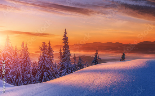 Amazing sunrise in the mountains. Sunset winter landscape with snow-covered pine trees in violet and pink colors. Fantastic colorful Scene with picturesque dramatic sky. Christmas wintery Background