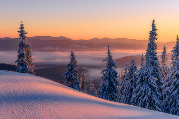 Amazing sunrise in the mountains. Sunset winter landscape with snow-covered pine trees in violet and pink colors. Fantastic colorful Scene with picturesque dramatic sky. Christmas wintery Background
