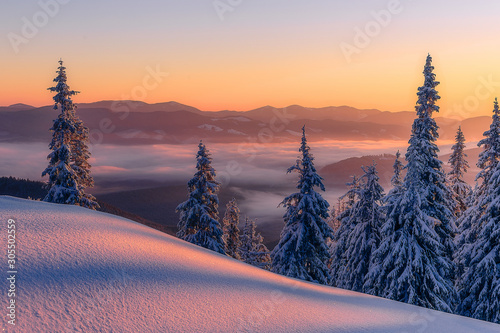 Fototapeta Naklejka Na Ścianę i Meble -  Amazing sunrise in the mountains. Sunset winter landscape with snow-covered pine trees in violet and pink colors. Fantastic colorful Scene with picturesque dramatic sky. Christmas wintery Background