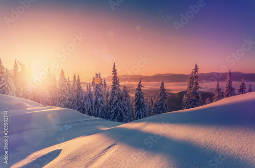 Wonderful picturesque Scene. Awesome Winter landscape with colorful sky. Incredible view of Snow-cowered trees, glowing sunlit, during sunset. Amazing wintry background. Fantastic Christmas Scene.