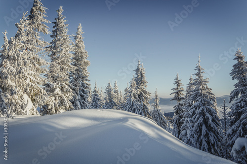 Majestic Mountain Winter Landscape. Breathtaking Alpine Highlands in Sunny Day. impressively beautiful Winter Forest under Sunlight. Inscredible Wintry Scene. Picture of wild area. Postcard © jenyateua