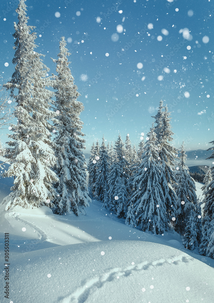 Wonderful wintry landscape. Winter mountain forest. frosty trees under warm sunlight. picturesque nature scenery. creative artistic image. Nature background. winter holyday day