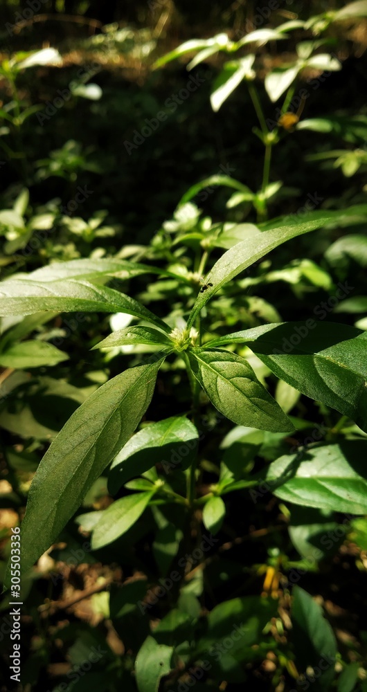 green leaves of a tree in spring